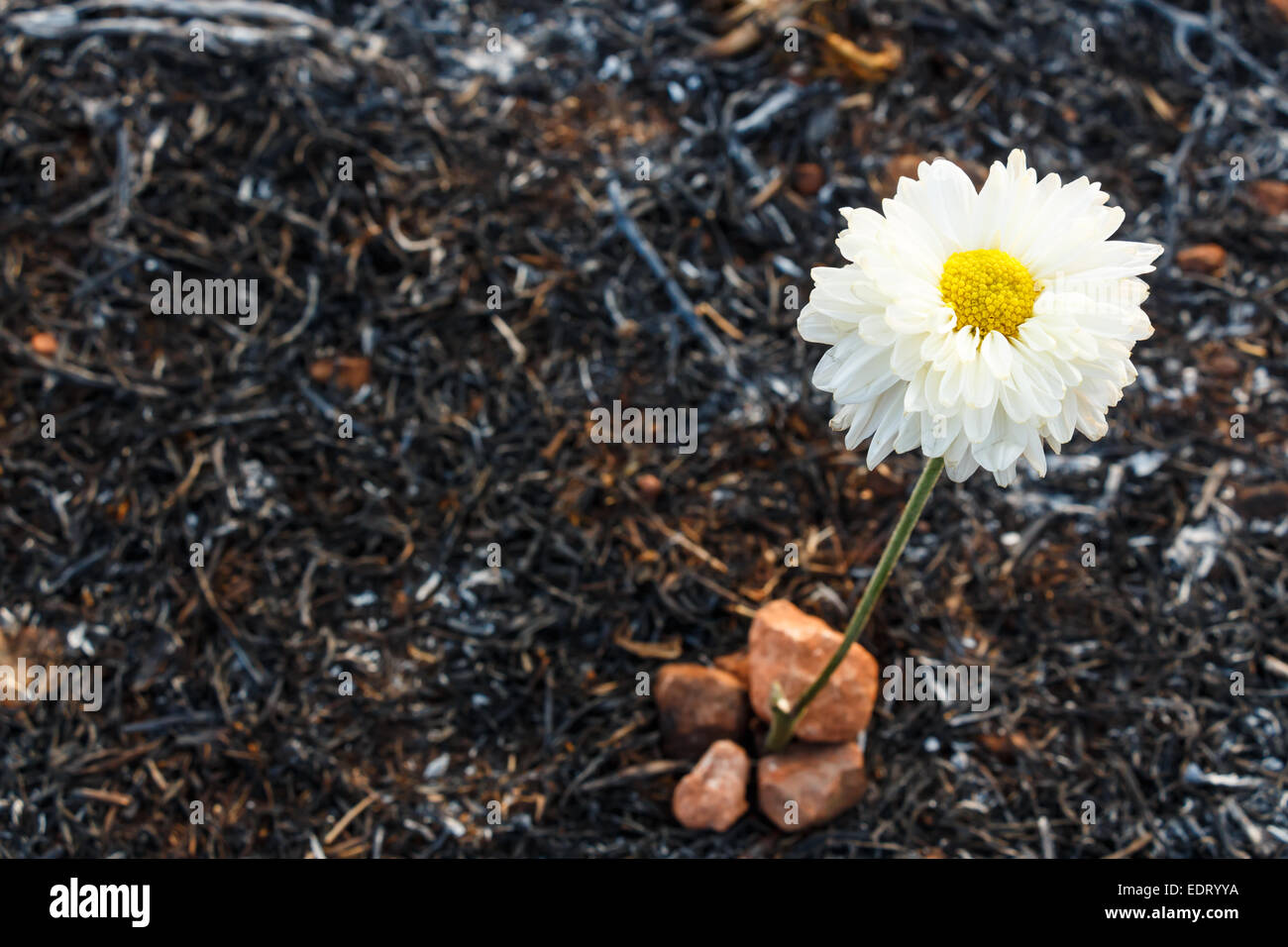 weiße Blume kann auf Asche von verbranntem Rasen durch ein Lauffeuer überleben. Stockfoto