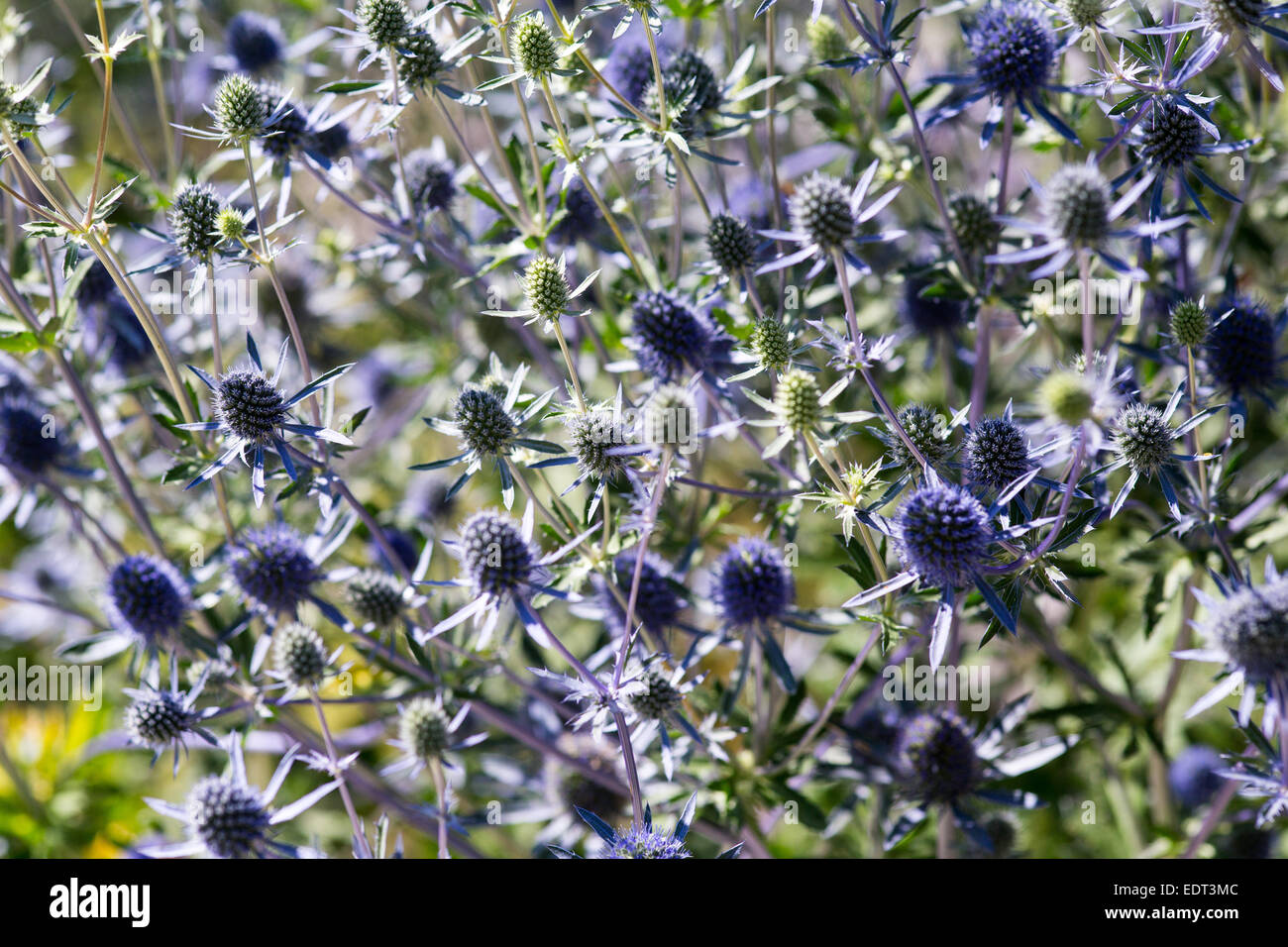 Eryngium Planum Blaukappe, Sommer 2014 Stockfoto
