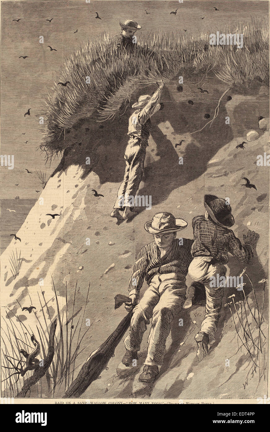Edward Lagarde (amerikanisch, 19. Jahrhundert) nach Winslow Homer, Raid auf einem Sand-Schwalbe Kolonie - "Wie viele Eizellen?", aktive c. 1873 Stockfoto