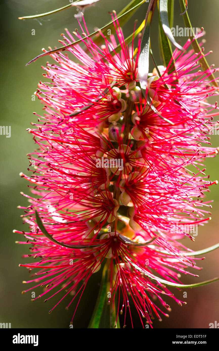 Zylinderputzer Subulatus, Bottlebrush Pflanze Sommer 2014 Stockfoto