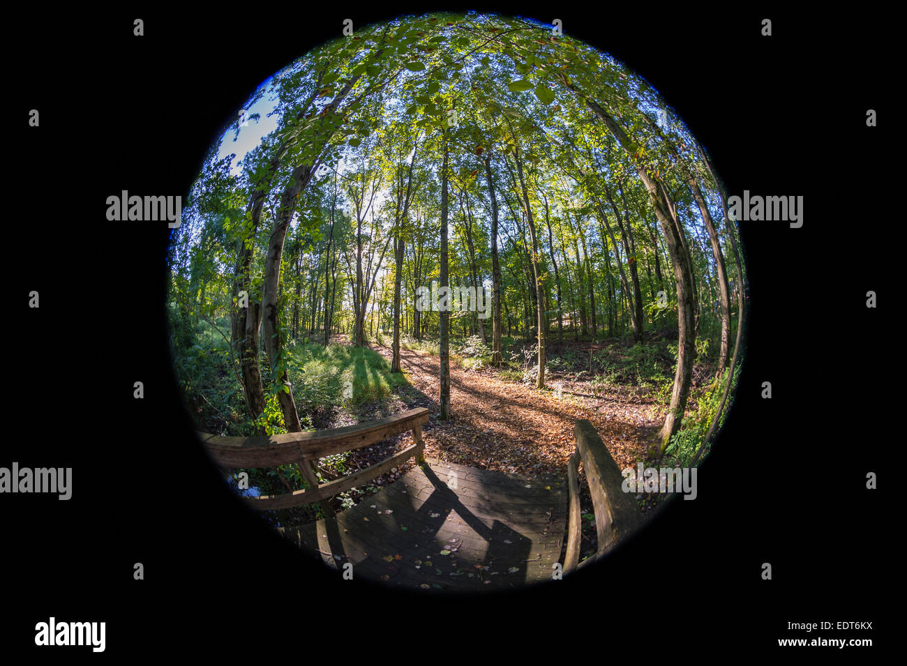 Brücke der Weg durch Wald, Fisheye-Objektiv Stockfoto