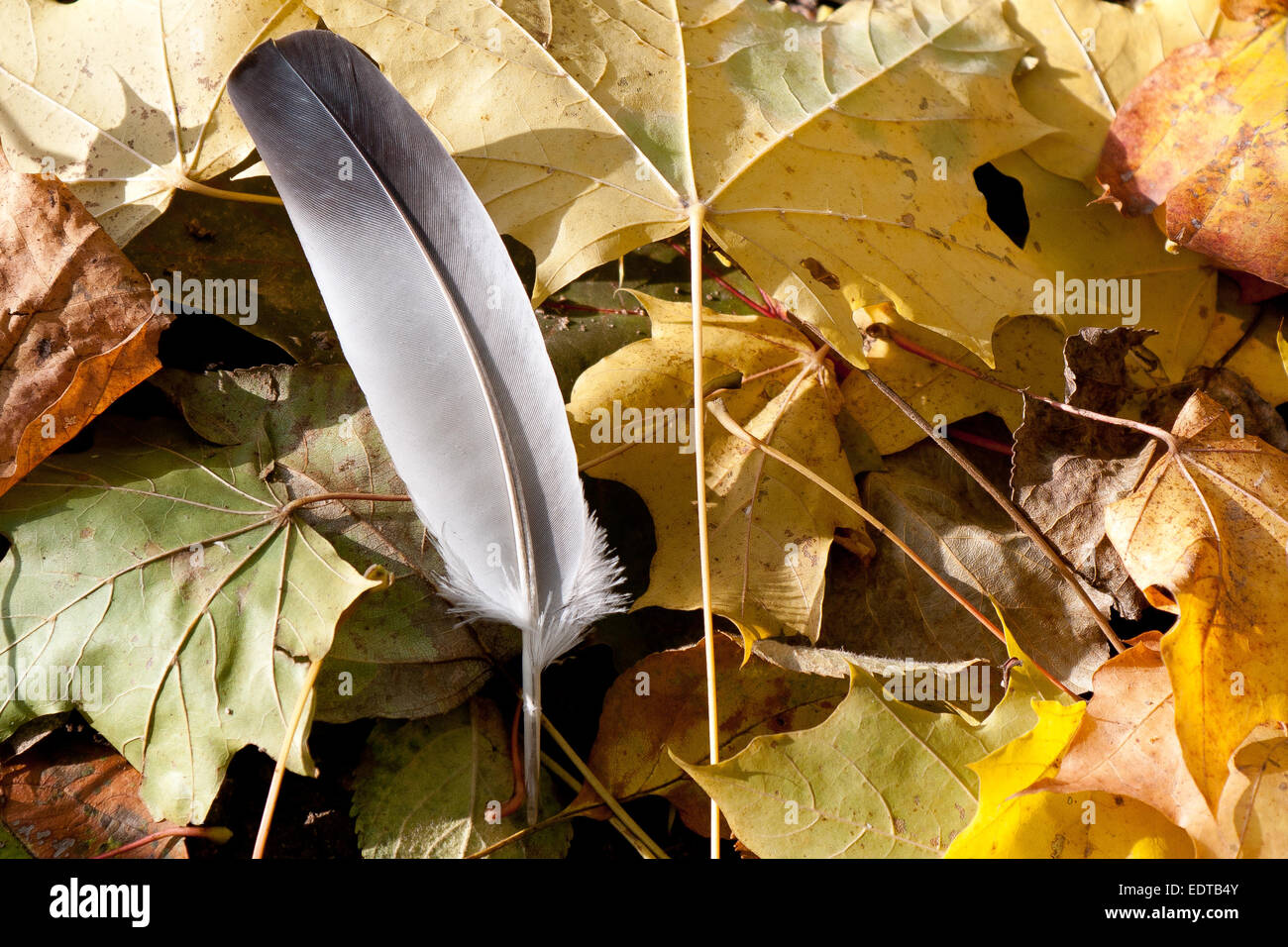 Feder auf den Blättern Stockfoto