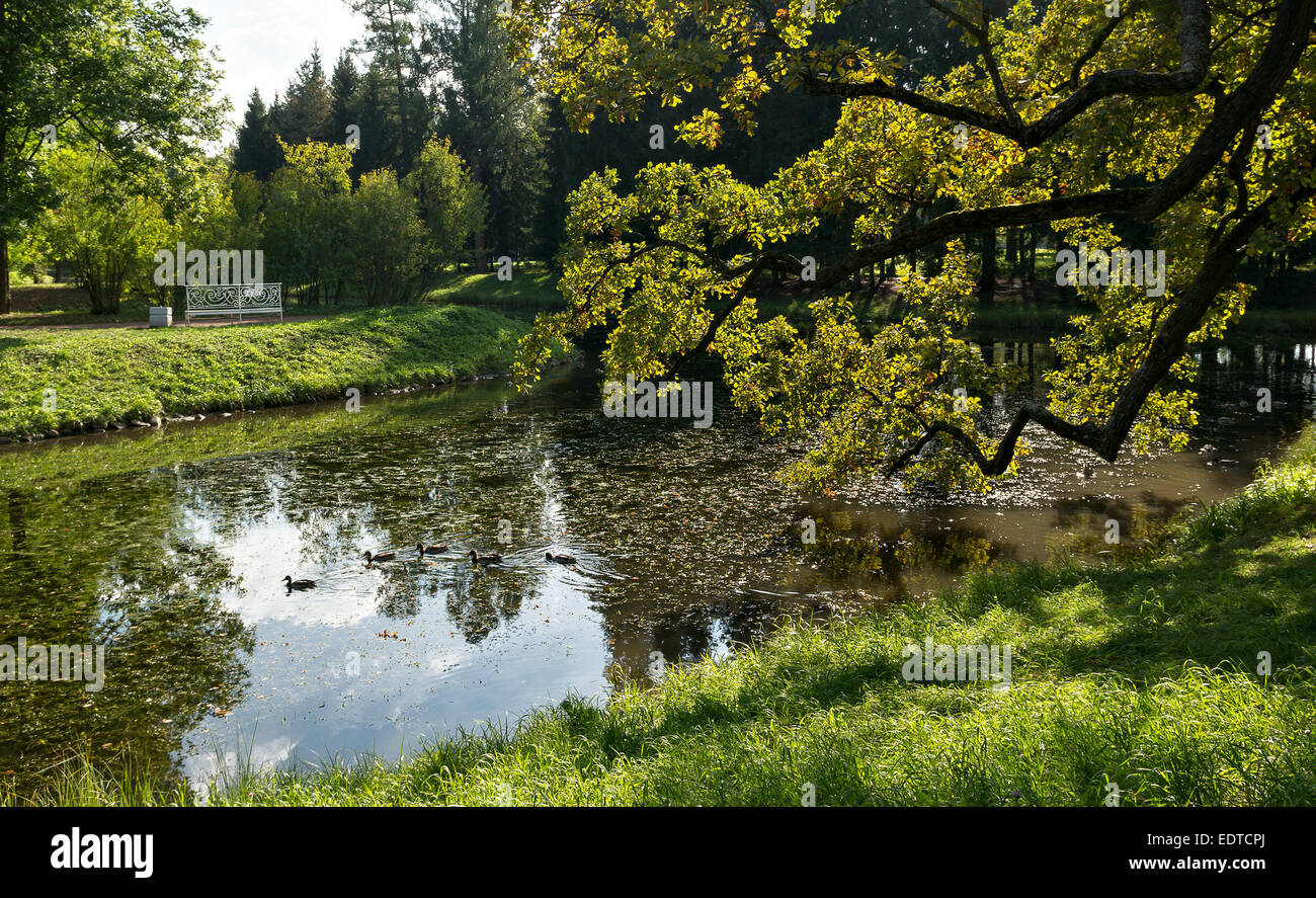 Enten im oberen Teiche von Catherine Park, Tsarskoye Selo, Russland Stockfoto