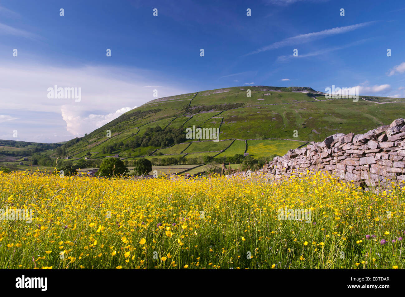 Traditionelle Mähwiese, bedeckt in Hahnenfuß Blumen mit Kisdon Hill, Swaledale, im Hintergrund. Yorkshire, Großbritannien Stockfoto