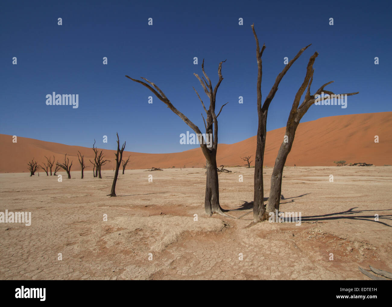 Tote Bäume am Deadvlei, Namibia Stockfoto