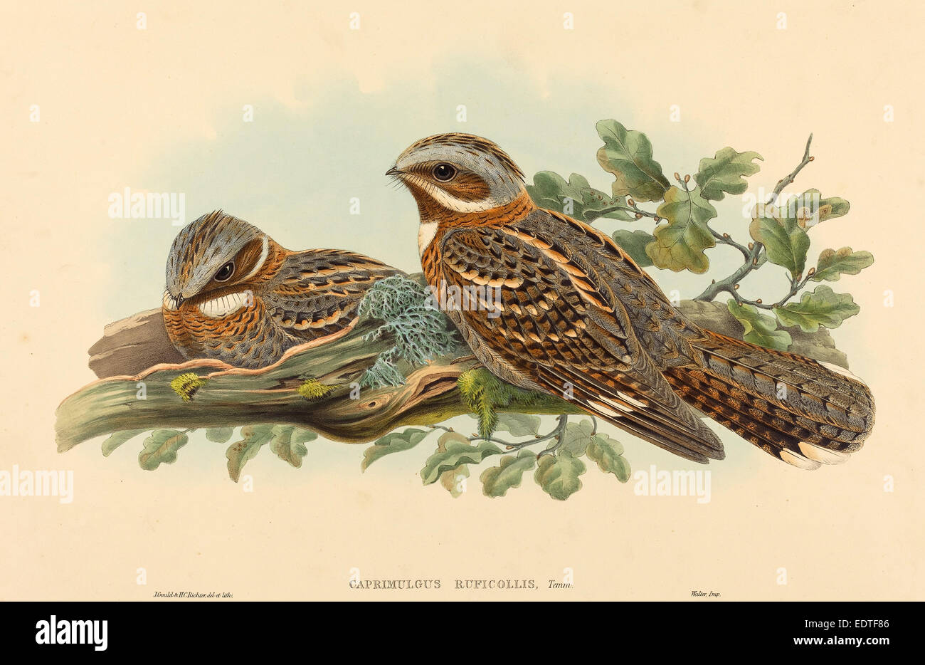 John Gould und H.C. Richter (Britisch (?), aktive 1841 - aktive c. 1881), Caprimulgus Ruficollis, handkolorierten Lithographie Stockfoto