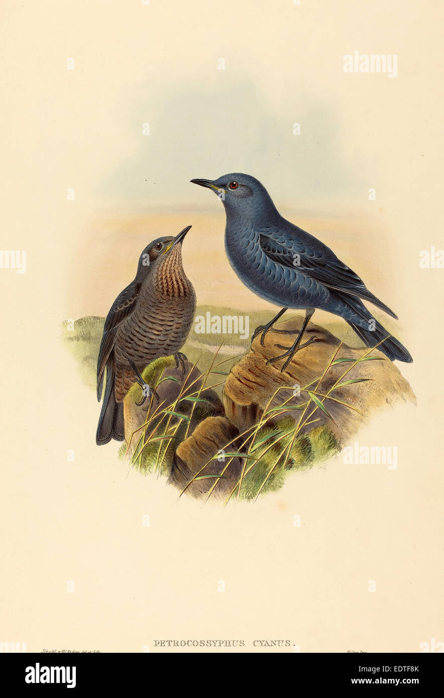 John Gould und H.C. Richter (Britisch (?), aktive 1841 - aktive c. 1881), Petrocossyphus Cyanus (blaue Rockthrush) Stockfoto