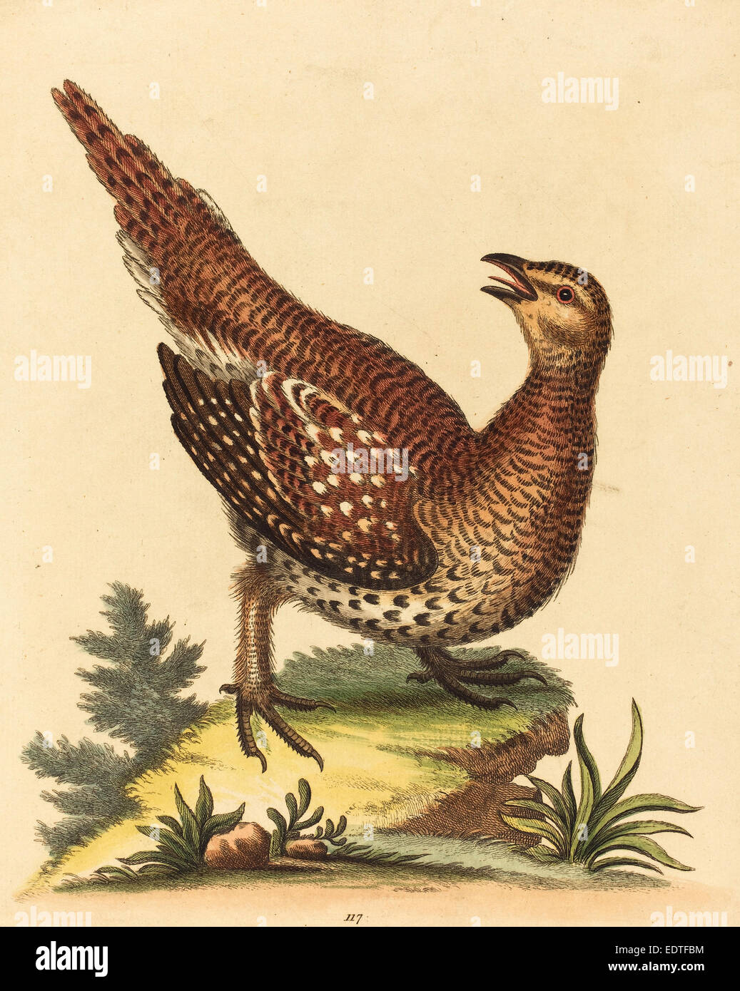 George Edwards (Englisch, 1694-1773), braun gesprenkelte Vogel, handkolorierten Radierung auf Bütten Stockfoto