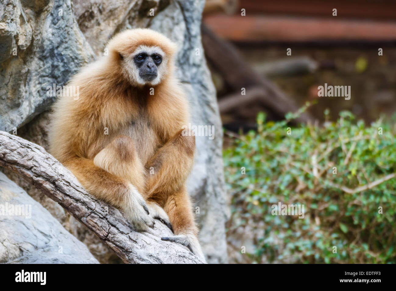 Gibbon (Hylobates Lar), Chiangrai, Thailand Stockfoto