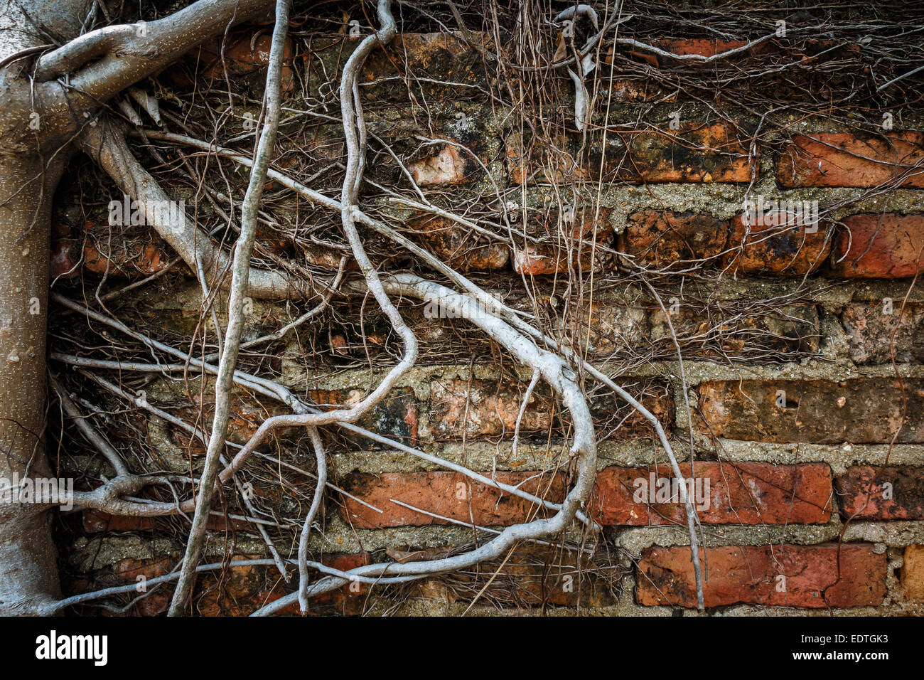 Alte Mauer und Wurzel des Baumes (Vignette-Stil) Stockfoto