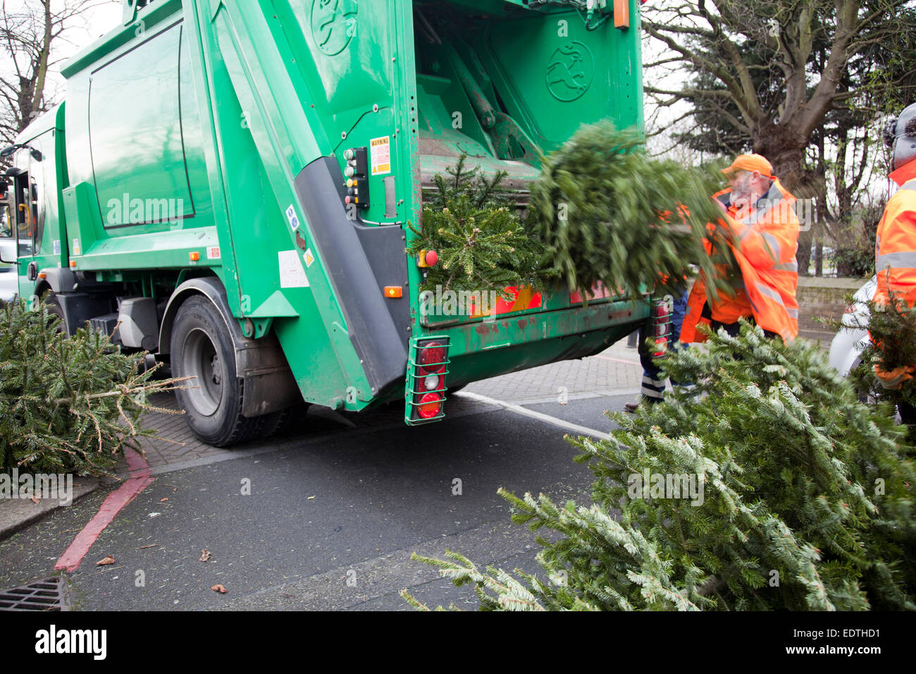 Des Rates Arbeitnehmer sammeln Xmas Altbaumbestand - Wandsworth - London UK Stockfoto