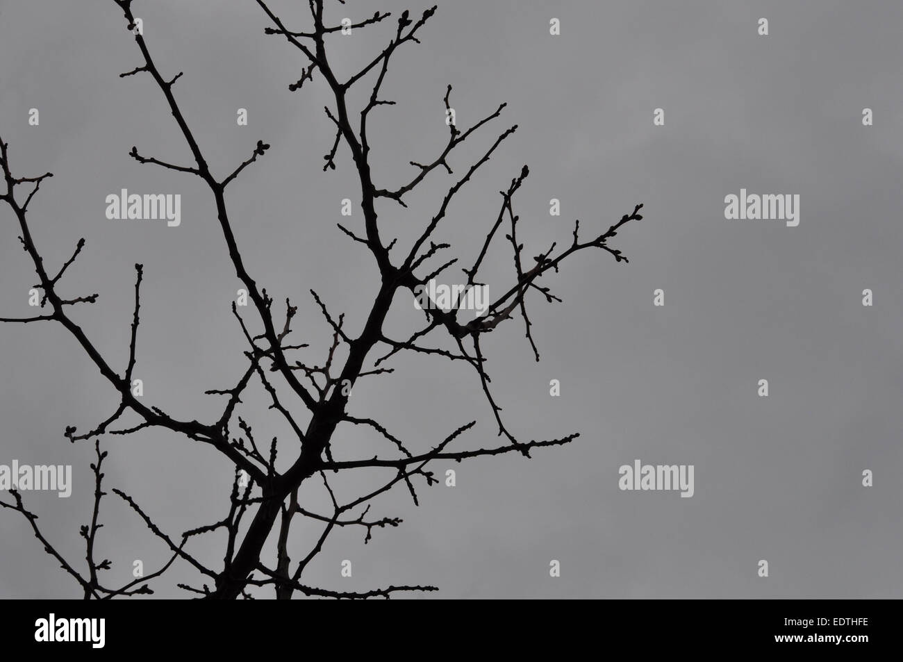 Mandelbaum-Filialen gegen grauen Winter sky Hintergrund. Stockfoto