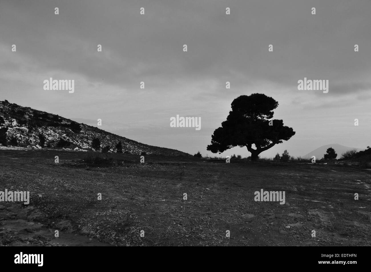 Einsamer Baum unter bewölkten Winterhimmel. Schwarz und weiß. Stockfoto