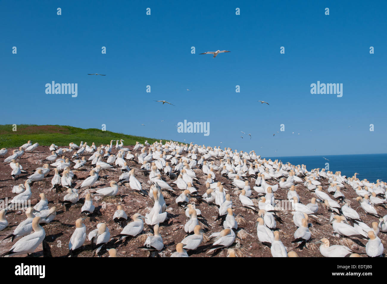 Kolonie des Fous de Bassan, Ile Bonaventure Gaspésie Québec Stockfoto
