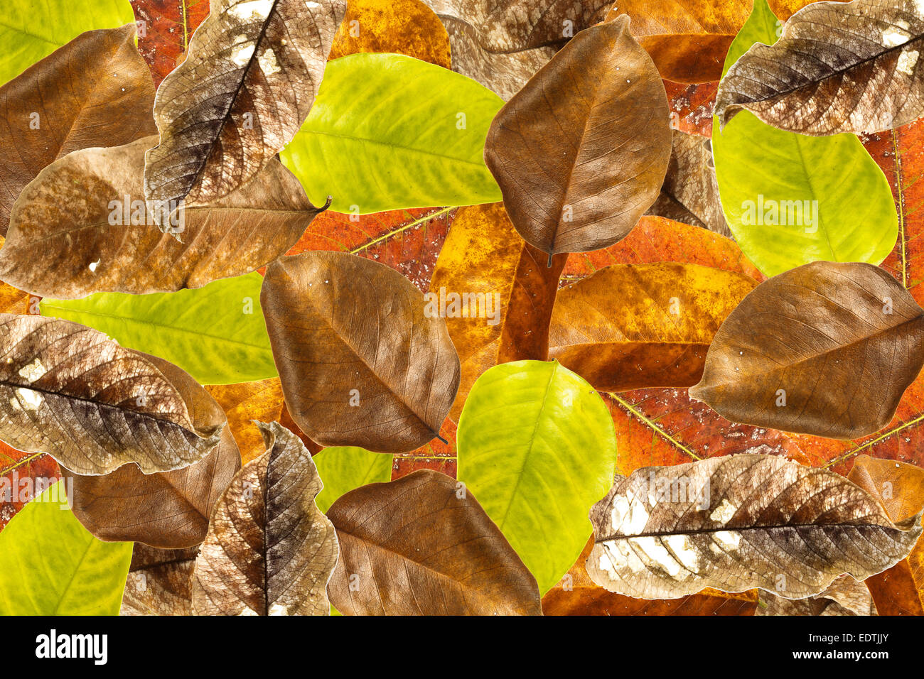 Blätter überlappen Hintergrund Stockfoto