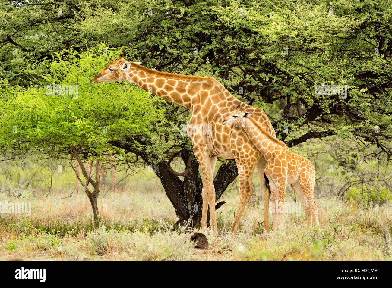 Weibliche Giraffe und Kalb Surfen Blätter auf auf Onguma nahe Etosha National Park, Namibia, Afrika. Stockfoto