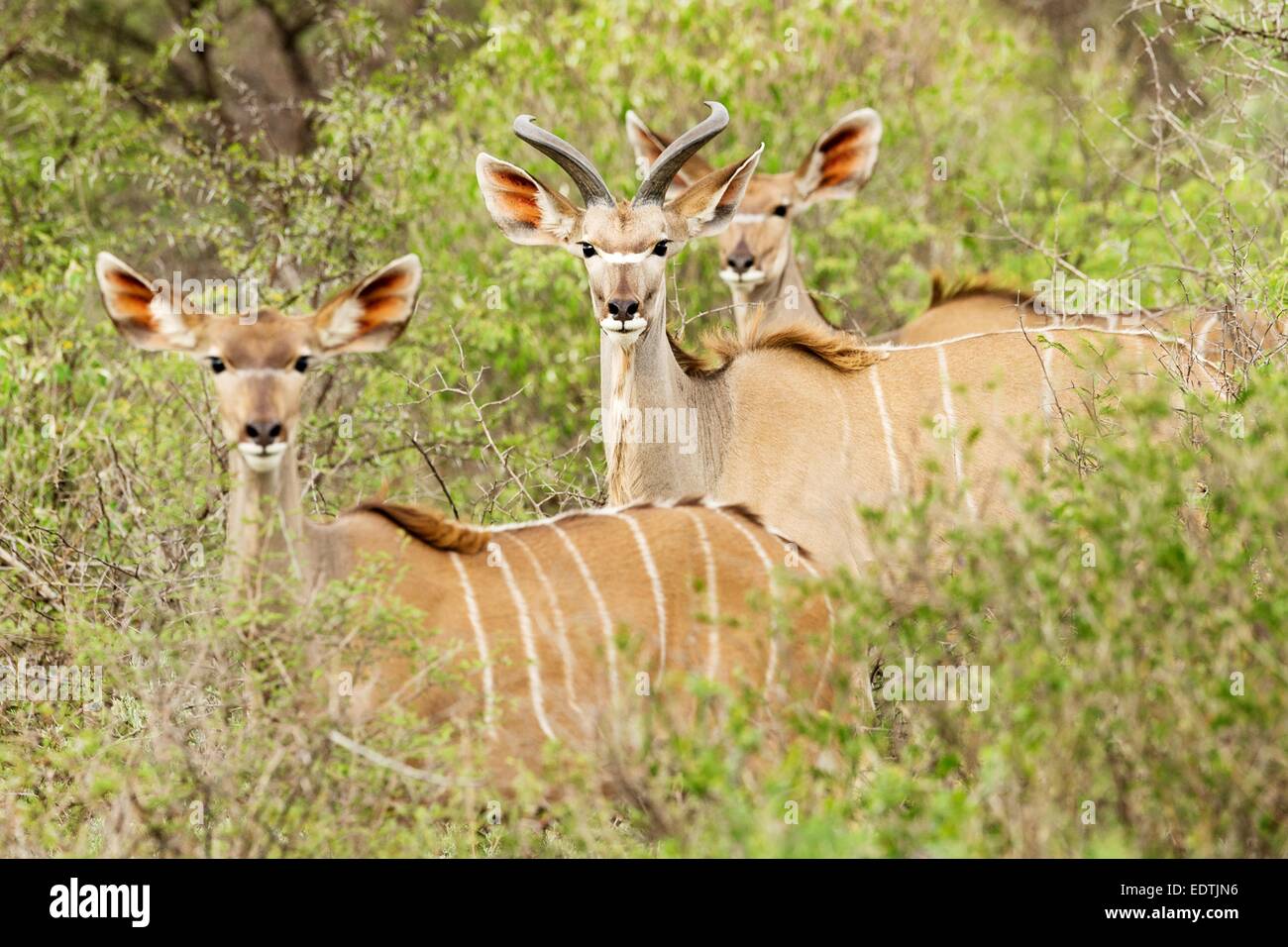 Eine kleine Herde Kudus im Busch schauen in Richtung der Kamera in Namibia, Afrika.  Im Bild eine Selbstfahrer-Urlaub. Stockfoto