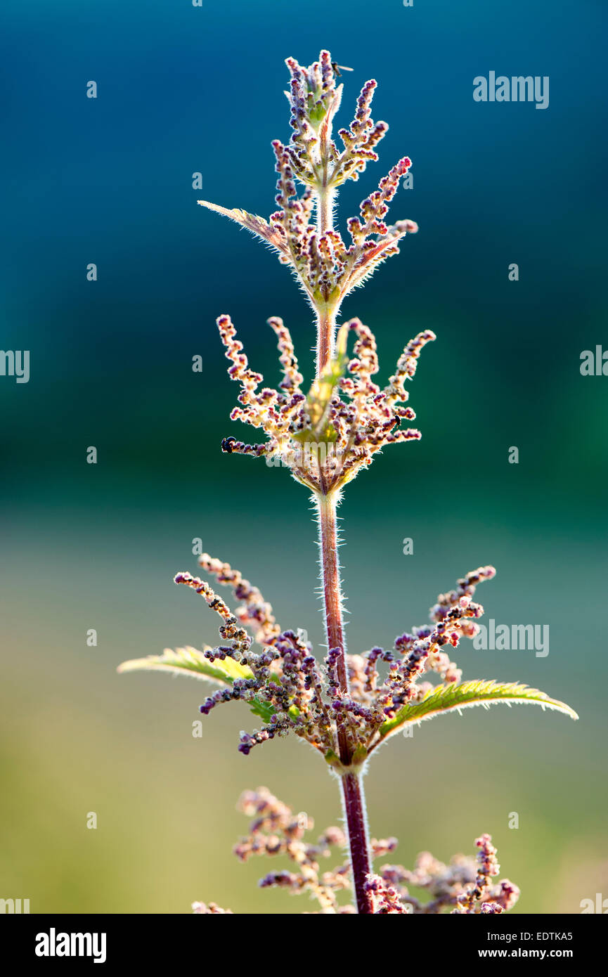 Hinterleuchtete Brennnessel, Samen und Stiche zeigen. Urtica Dioica. Stockfoto