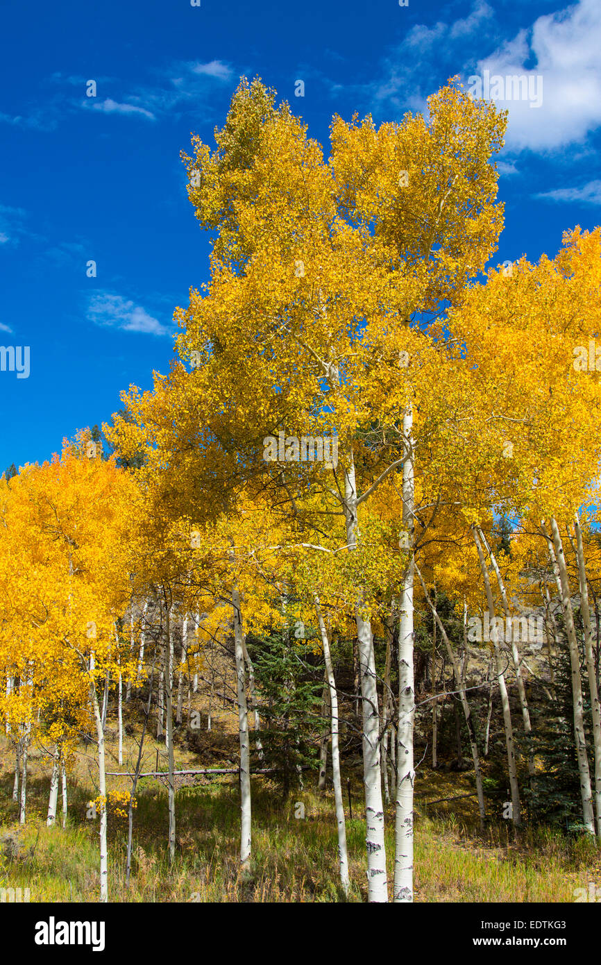 Leuchtend gelb fallen Aspen Bäume in den Rocky Mountains in Colorado Stockfoto