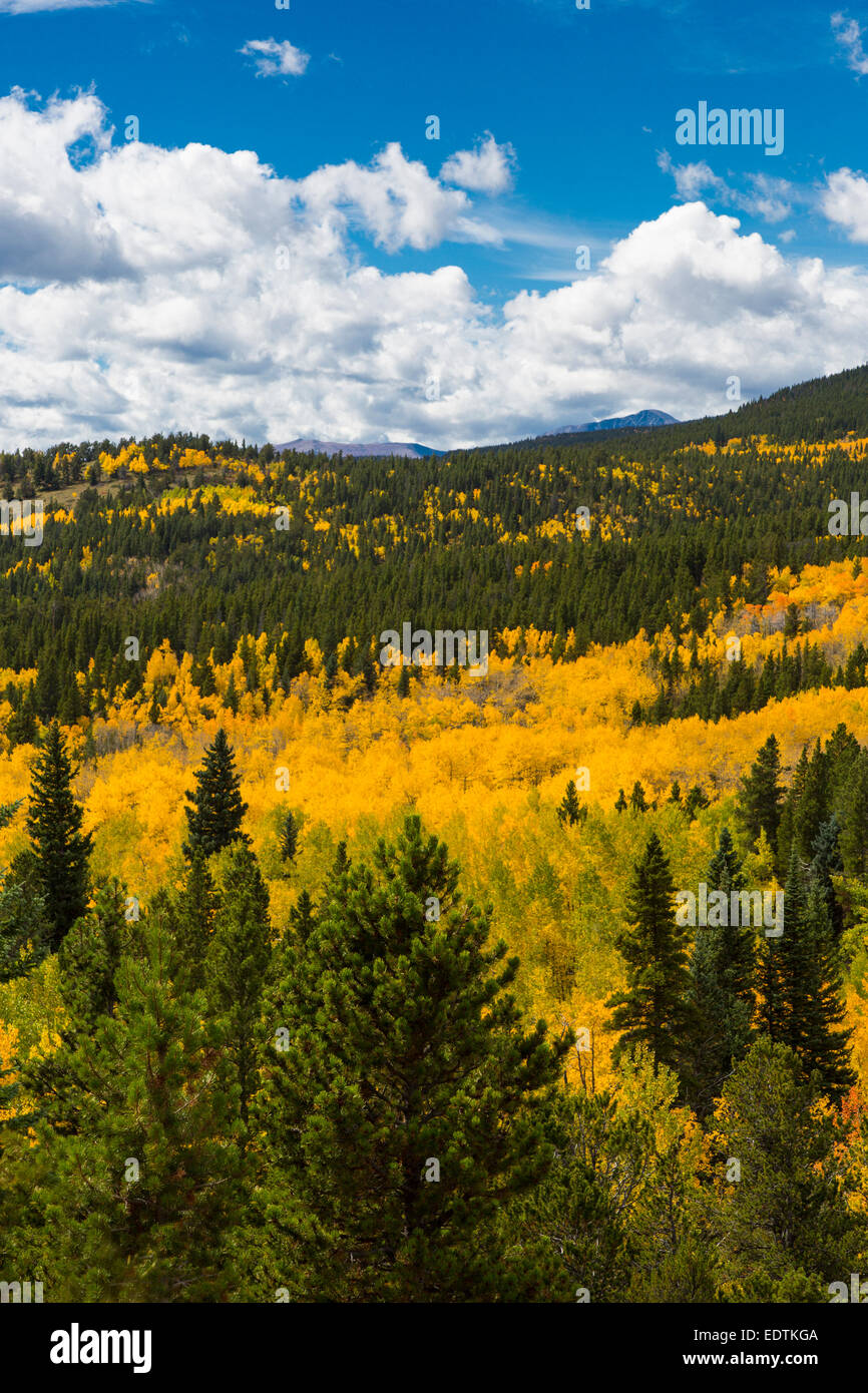 Leuchtend gelb fallen Aspen Bäume in den Rocky Mountains in Colorado Stockfoto