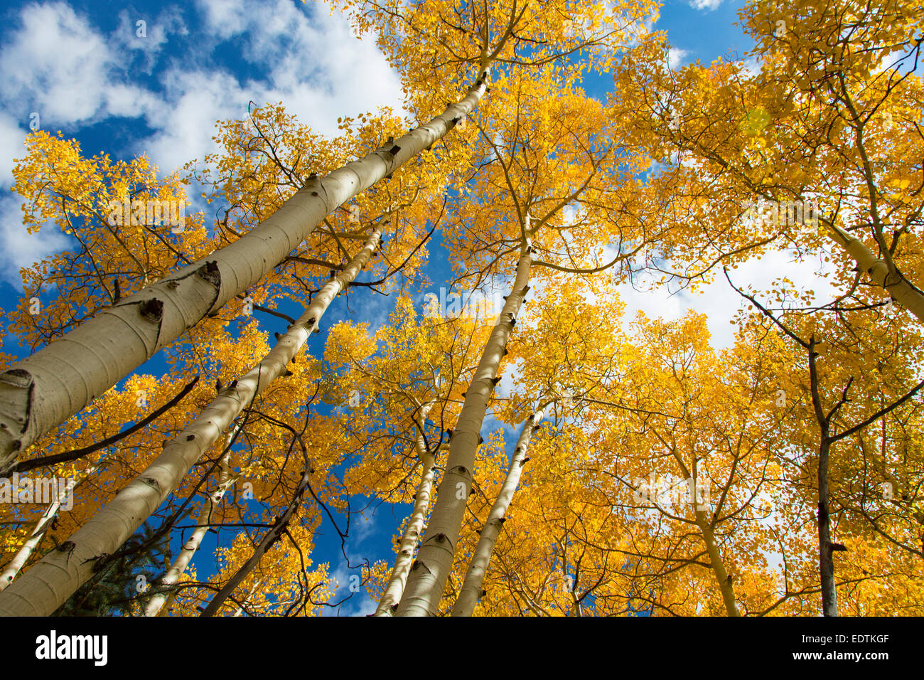 Nachschlagen in Baumkronen leuchtend gelbe Herbst Aspen in Colorado Stockfoto