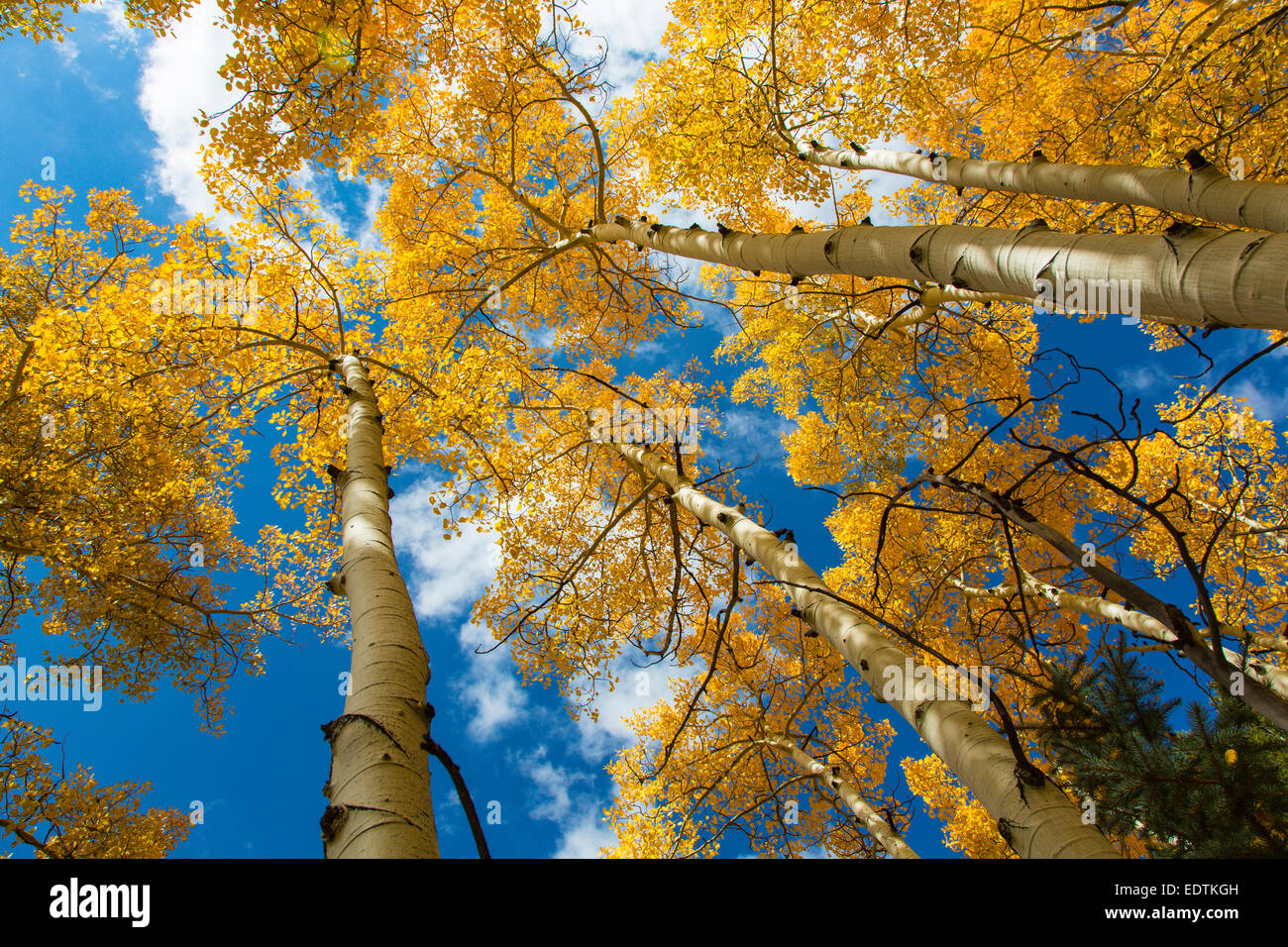 Nachschlagen in Baumkronen leuchtend gelbe Herbst Aspen in Colorado Stockfoto