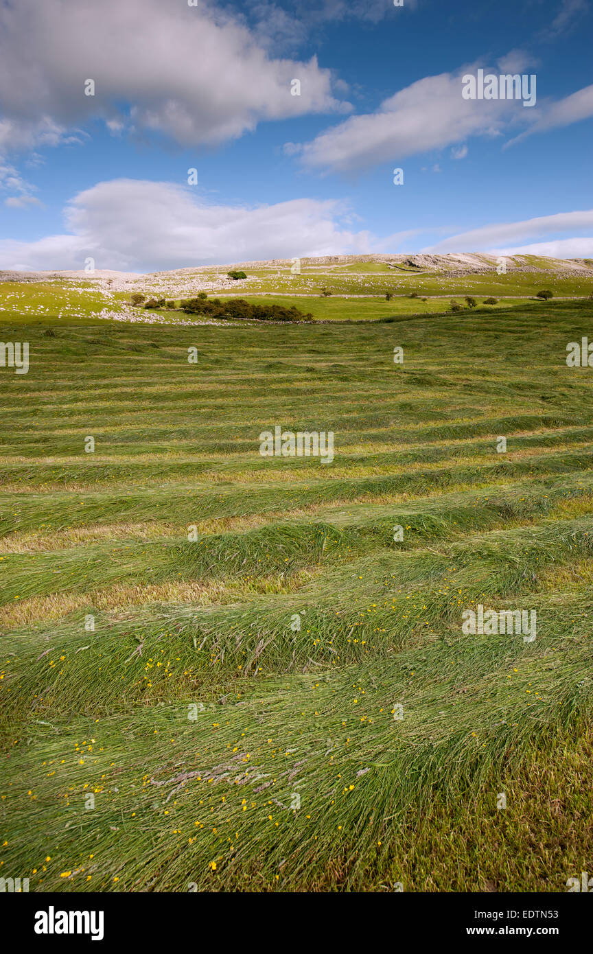 Hochland neu gemähte Wiese, Cumbria, England. Stockfoto