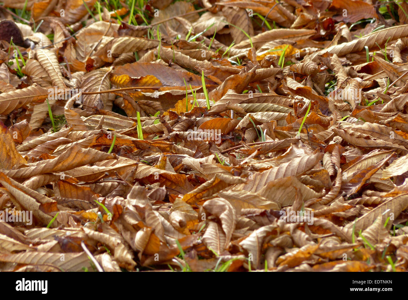 Herbstlaub bin Boden, Herbst Blätter auf den Boden, Herbst, Ernte, Herbst, Blätter, Laub, Buche Blätter, Saison, bunt, Detail, Stockfoto