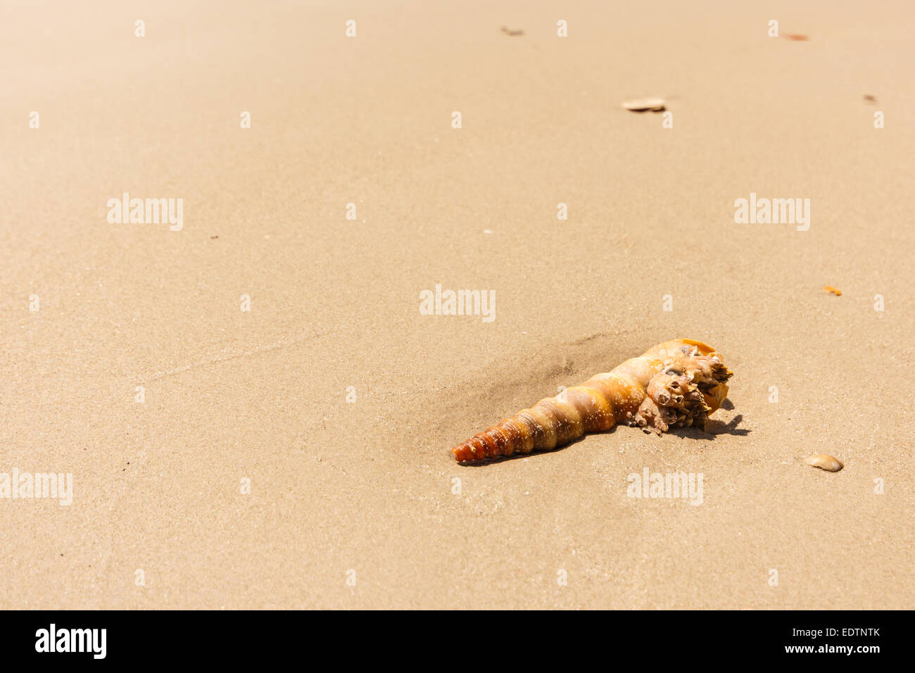 eine Nasenmuschel am Strand von Trang, Thailand Stockfoto
