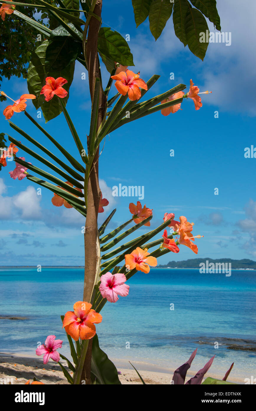 Melanesien, Solomon Inseln, Insel Owaraha oder Owa Raha (früher bekannt als Santa Ana), Dorf Gupuna aka Ghupuna. Stockfoto