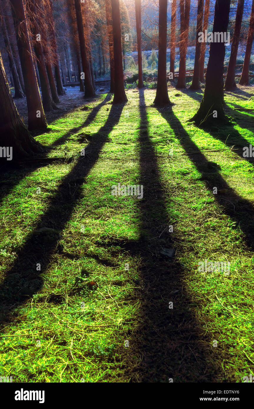 Wald mit Sonnenlicht und großen Schatten Stockfoto