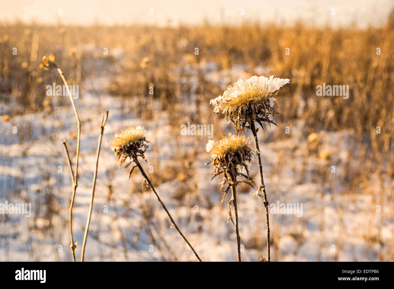 Gefrorenen Eis bedeckt Blume an einem nebligen kalten Wintertag Stockfoto