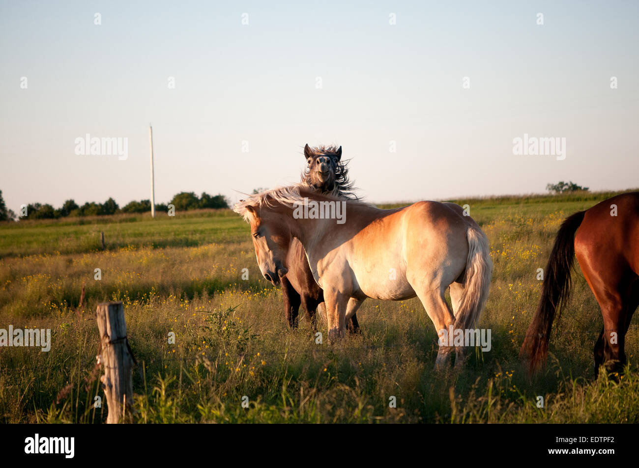 Pferde im Feld Stockfoto