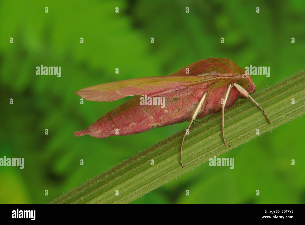 Ein Elefant Hawk Moth - Deilephila elpenor Stockfoto