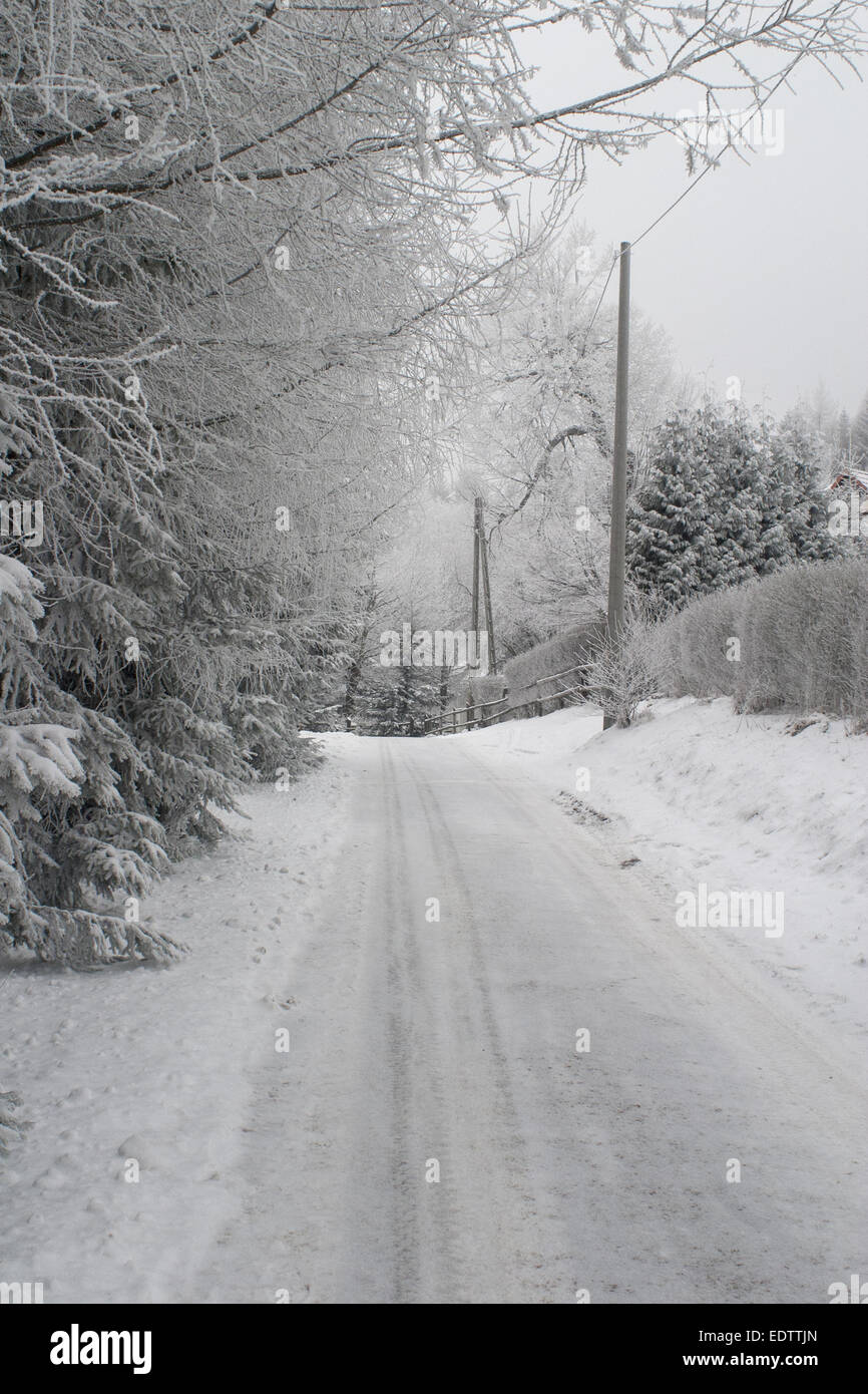 Szene der mattierten Bäume in einer Reihe mit Schnee bedeckt Straße Stockfoto