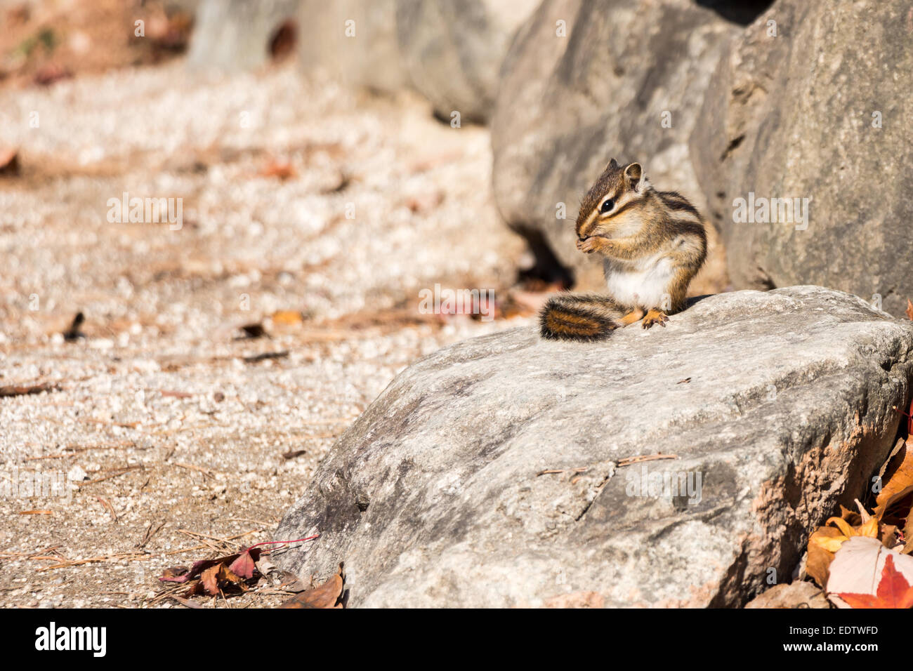 Eichhörnchen frisst etwas auf Stein am Seoraksan-Nationalpark, South Korea Stockfoto
