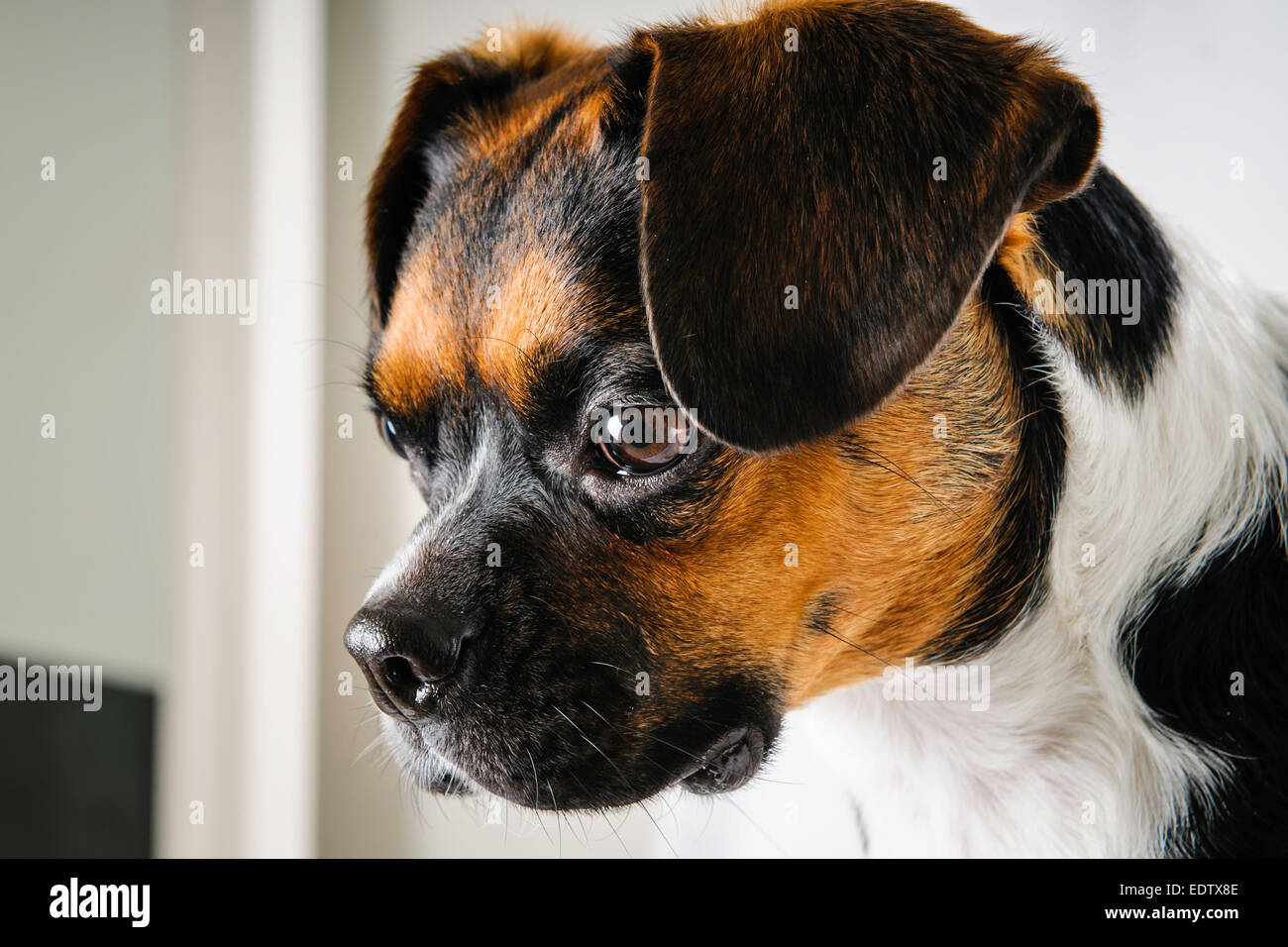 Braune und weiße Beagle und Boston Terrier Mischling Hund auf weißem  Hintergrund Stockfotografie - Alamy