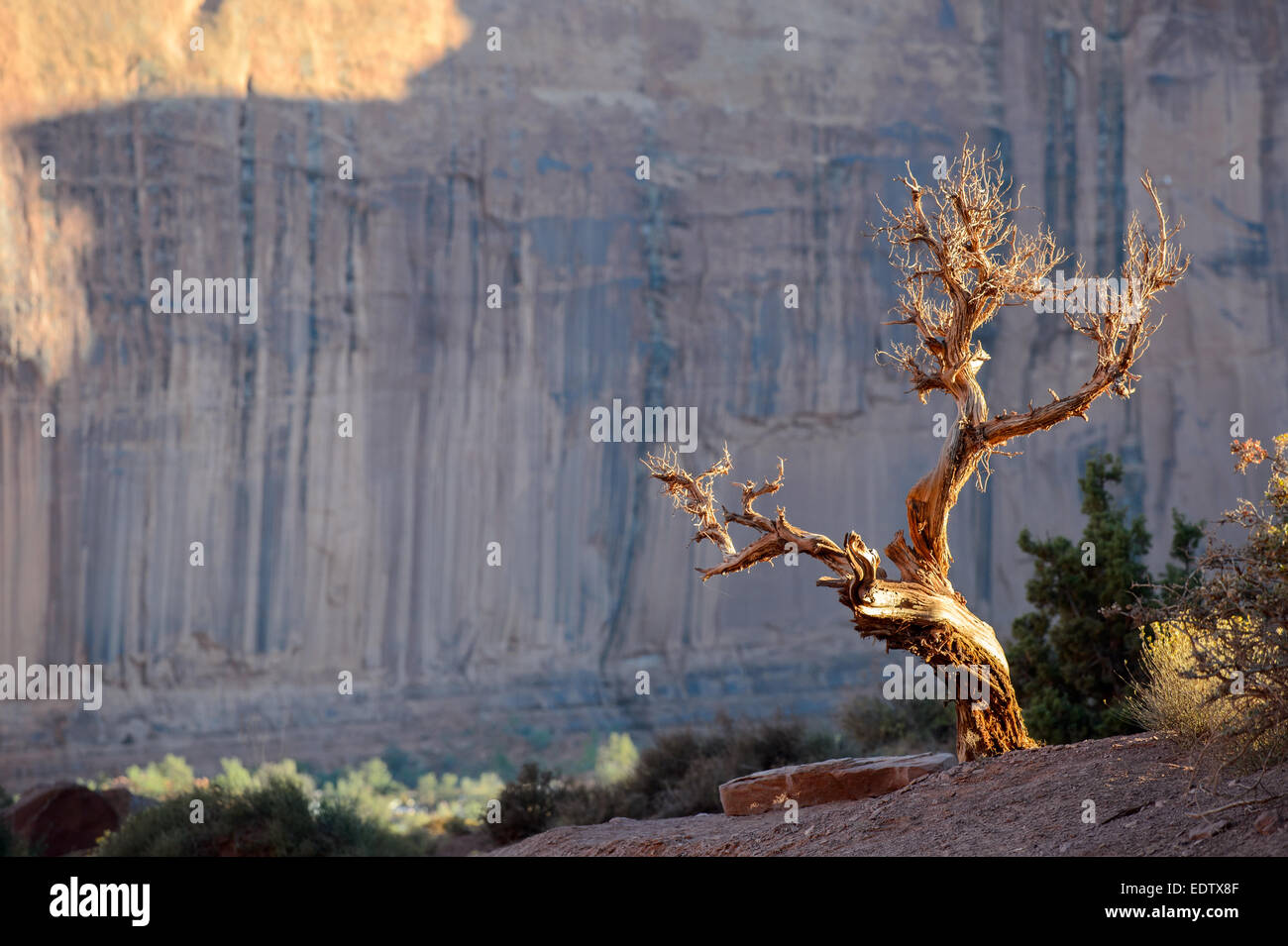 Toter Baum in Monument Valley Stockfoto