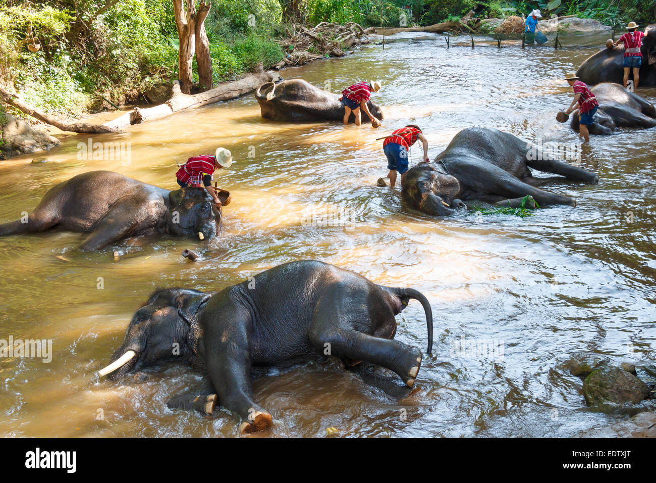 Thai Elefant wurde nehmen Sie ein Bad mit Mahout (Elefanten-Treiber, Elefant Keeper) in Maesa Elephant Camp, Chiang Mai, Thailand Stockfoto