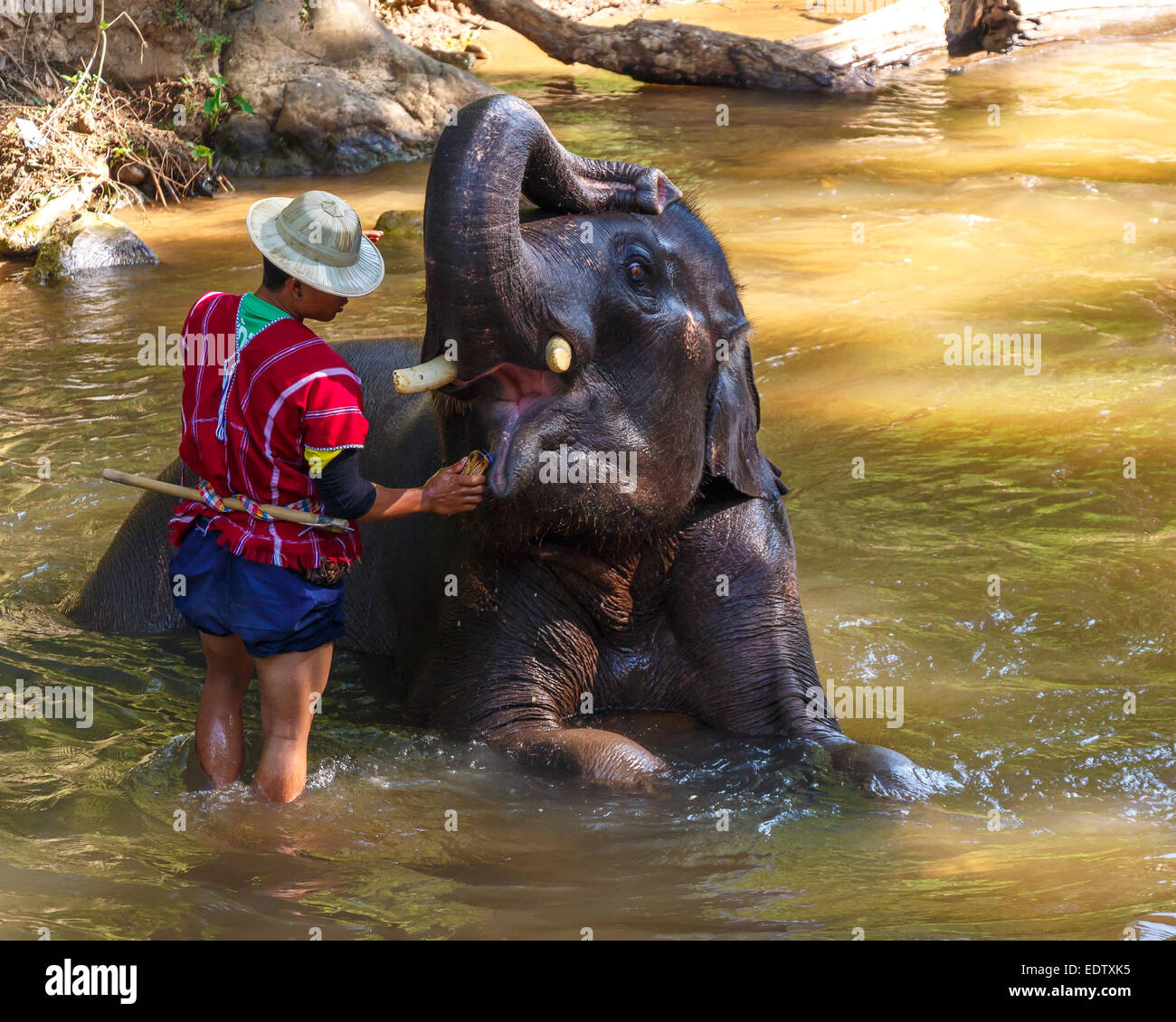 Thai Elefant wurde nehmen Sie ein Bad mit Mahout (Elefanten-Treiber, Elefant Keeper) in Maesa Elephant Camp, Chiang Mai, Thailand Stockfoto