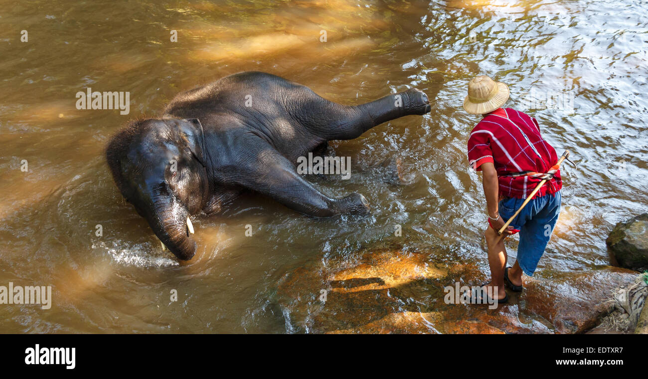 Thai junge Elefanten wurde nehmen Sie ein Bad mit Mahout (Elefanten-Treiber, Elefant Keeper) in Maesa Elephant Camp, Chiang Mai, Thai Stockfoto
