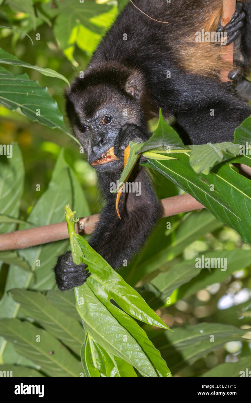 Jaguaren Brüllaffen (Alouatta Palliata) Essen Baum Blätter im Regenwald, Cahuita Nationalpark, Limon, Costa Rica. Stockfoto