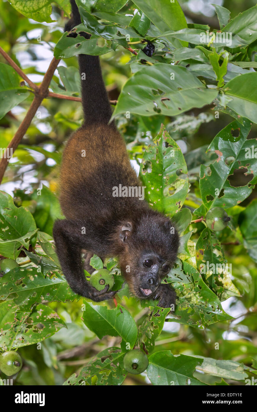 Baby Jaguaren Brüllaffen (Alouatta Palliata) Essen Baumblätter im Regenwald, Cahuita Nationalpark, Limon, Costa Rica Stockfoto