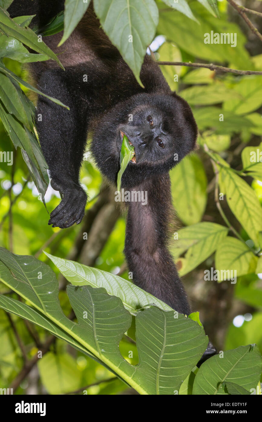 Jaguaren Brüllaffen (Alouatta Palliata) Essen Baum Blätter im Regenwald, Cahuita Nationalpark, Limon, Costa Rica. Stockfoto