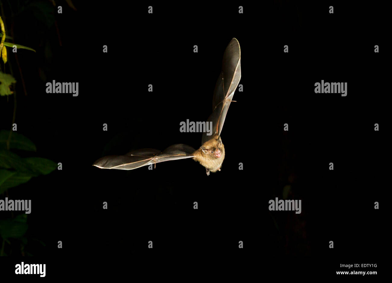 Sebas Kurzschwanzschläger (Carollia perspicillata), der nachts fliegt, Tortuguero, Costa Rica. Stockfoto