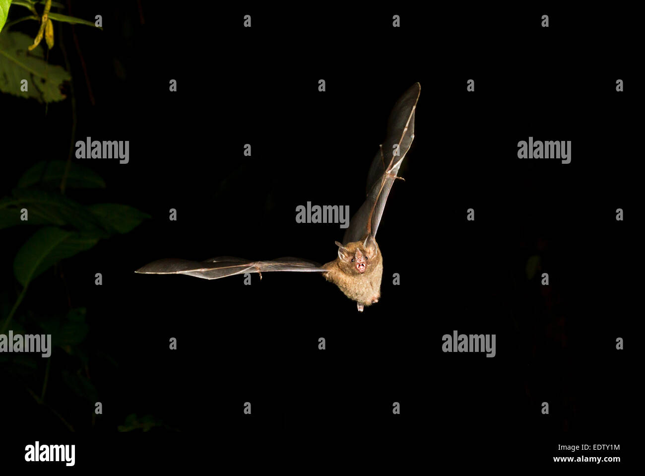 Sebas Kurzschwanzschläger (Carollia perspicillata), der nachts fliegt, Tortuguero, Costa Rica. Stockfoto