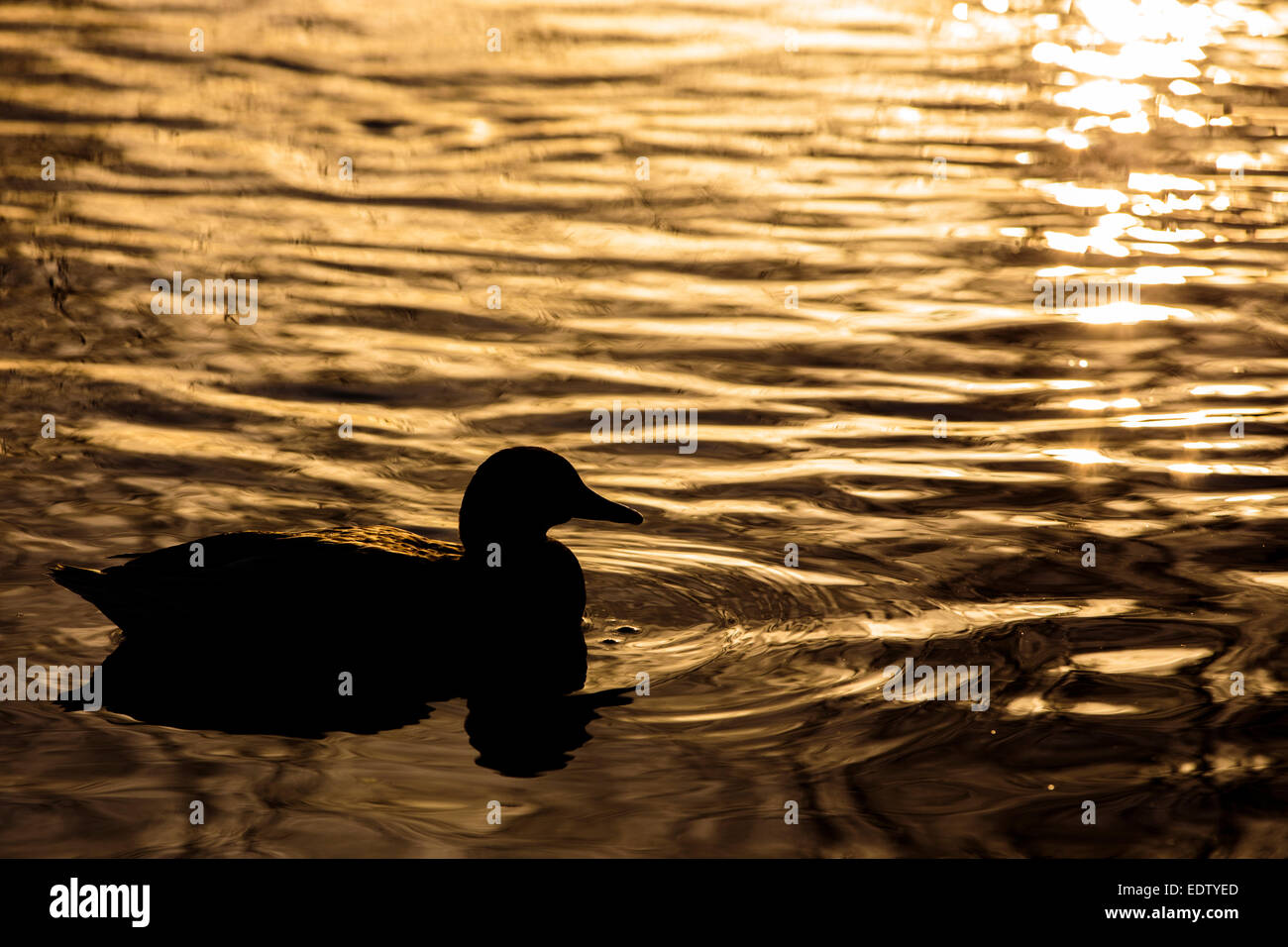 Silhouette einer Ente auf dem Wasser bei Sonnenuntergang mit Wellen Stockfoto