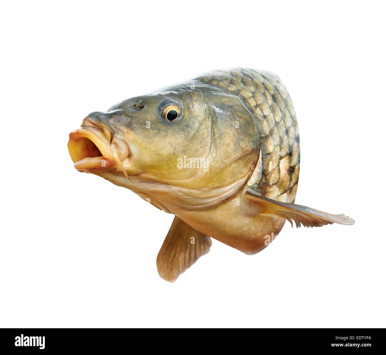 Karpfen-Fischkopf mit offenem Mund Stockfoto