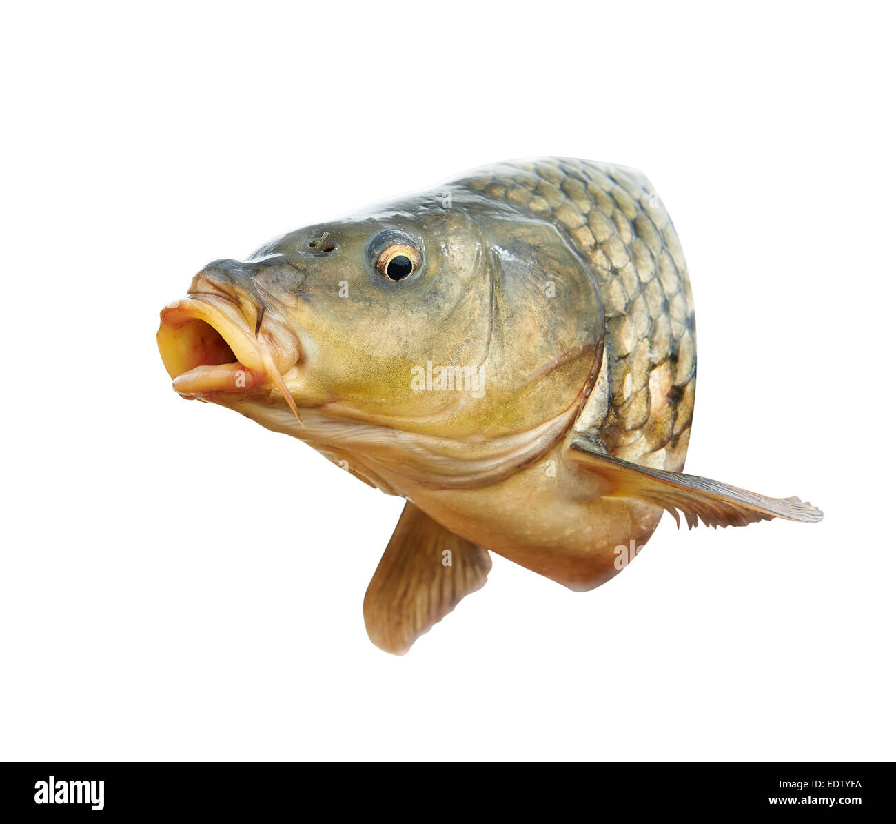 karpfen-kopf-fotos-und-bildmaterial-in-hoher-aufl-sung-alamy