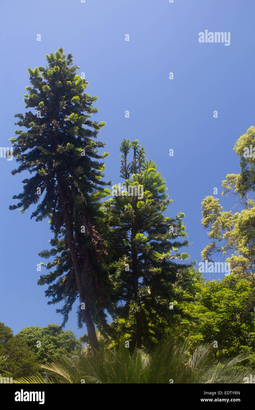Wollemi Pine Tree Wollemia Nobilis Dinosaurier Baum oder fossiler Baum entdeckte 1994 in einer abgelegenen Gegend von Wollemi National Stockfoto